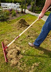 No dig lawn reneval